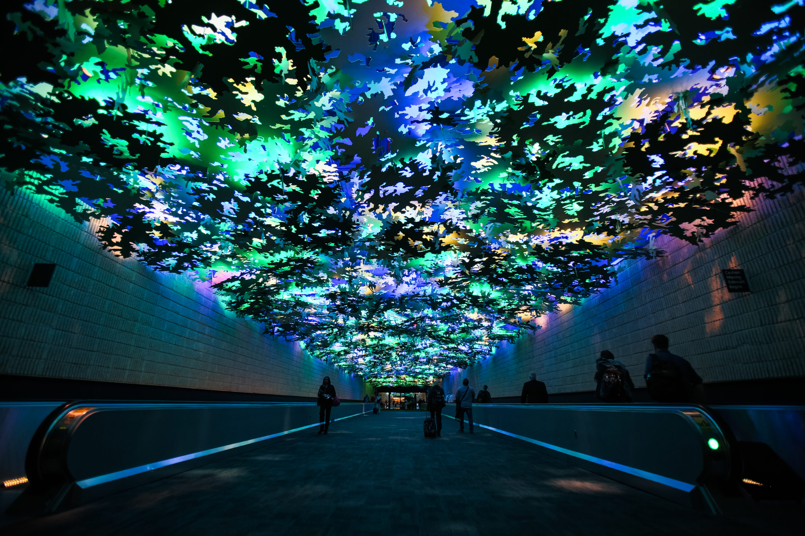 Flight Paths, by Steve Waldeck