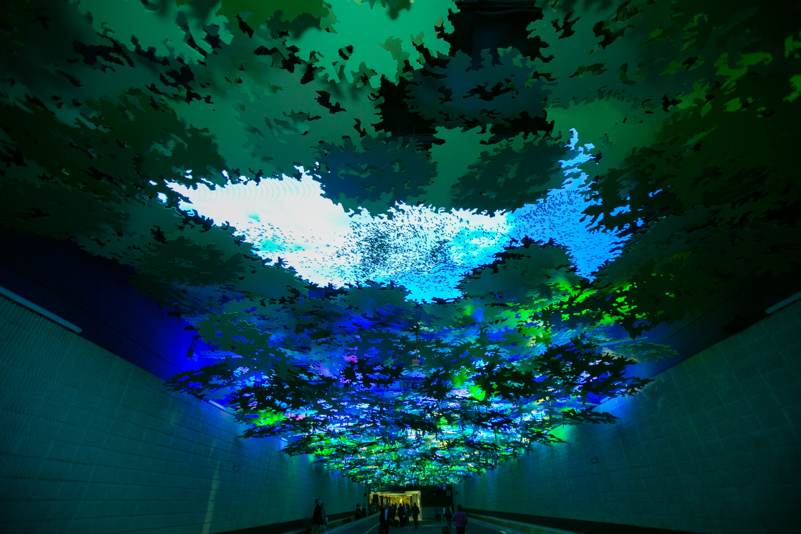 Flight Paths, by Steve Waldeck